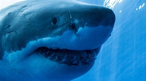 Shark teeth lost in Antarctica millions of years ago recorded Earth’s climate history – Firstpost