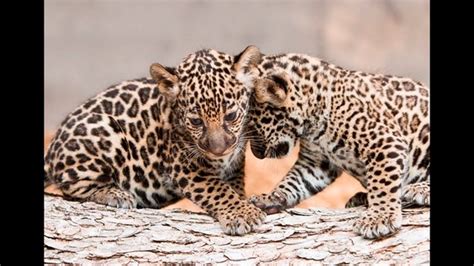 Jaguar cubs make public debut at Fort Worth Zoo | FOX 4 Dallas-Fort Worth