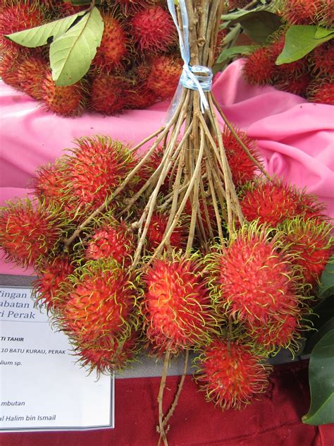 Koleksi Gambar Pokok dan Tumbuhan: Buah Rambutan