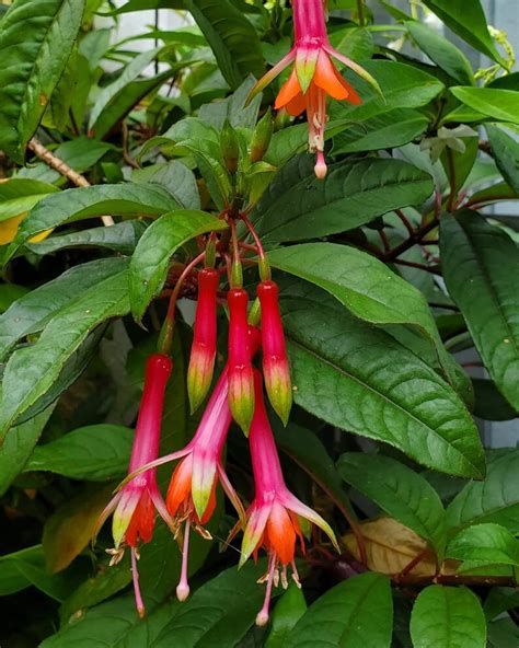 25 Fuchsia Denticulata Seeds SPECIES | Etsy