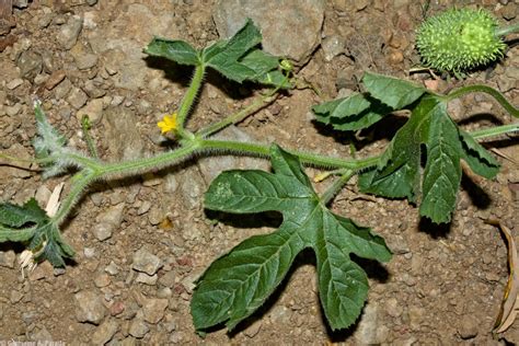 Plant World: Cucumis anguria