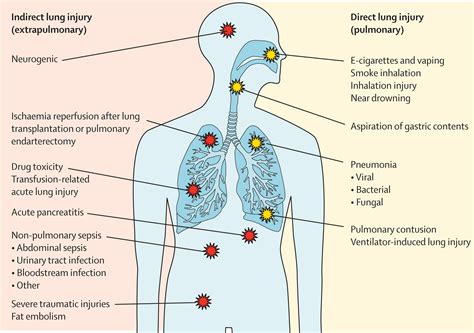 Capas De La Membrana Respiratoria