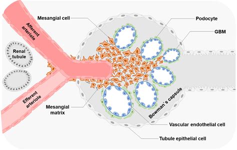 Frontiers | Mesangial cell: A hub in lupus nephritis