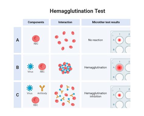 Hemagglutination Test | BioRender Science Templates