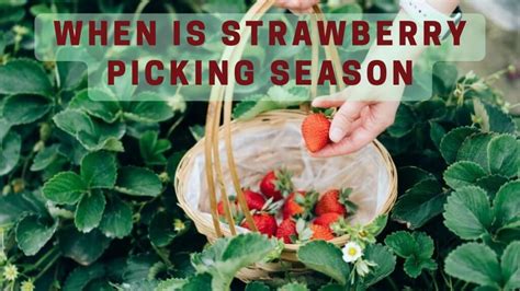 🍓Best Season For Picking Strawberry