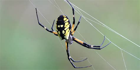 Yellow Garden Spider | National Wildlife Federation