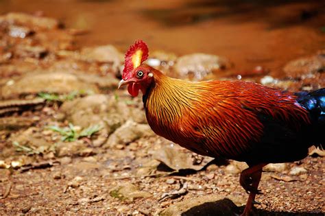 Sinharaja Forest Reserve | Wildlife | Sri Lanka | Travel Destinations