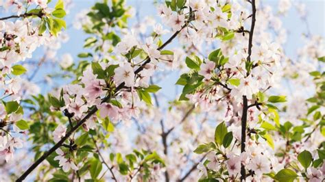 How To Make Cherry Tree Blossom - About Tree