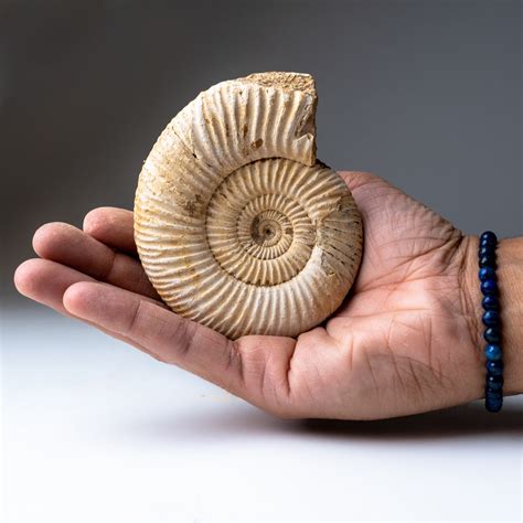 Natural Ammonite Fossil - Astro Gallery - Touch of Modern