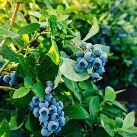 Guide to Planting, Harvesting, and Growing Blueberries - Plants Spark Joy