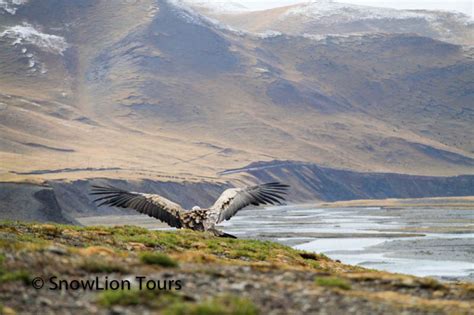 Wild animals in Tibet | Tibet Wildlife Tour | SnowLion Tours