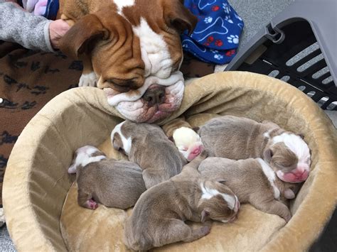 Mama is adoring her newborn baby bulldogs | Cute little puppies, Baby animals, English bulldog ...