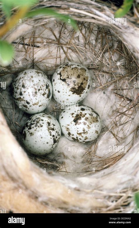 Yellow Warbler nest with eggs Stock Photo - Alamy