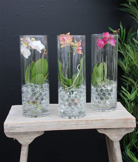 Orchids in glass containers. An elegant look that is easy to care for. | Water culture orchids ...