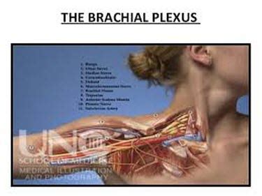 Brachial Plexus Injury Symptoms