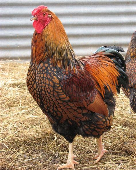 Blue Laced Wyandotte Chicken Sale Offers, Save 58% | jlcatj.gob.mx