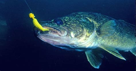 Zander vs Walleye: Differences Explained - eatingthewild.com