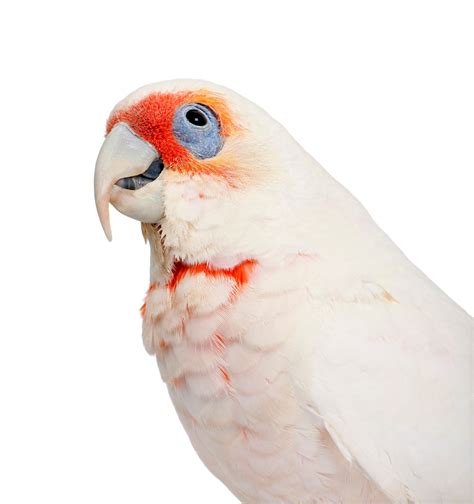 Long-billed Corella Habitat Behavior Reproduction And Food