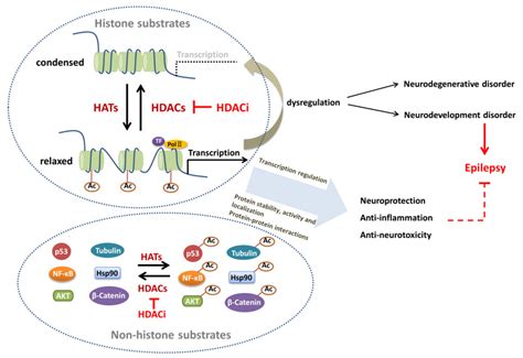 Biomedicines | Free Full-Text | HAT- and HDAC-Targeted Protein Acetylation in the Occurrence and ...