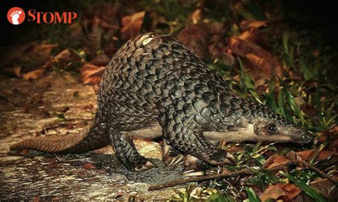 Man has 'incredible encounter' with rare Sunda pangolin foraging for ...