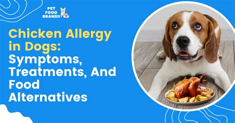 Chicken Allergy in Dogs: Symptoms, Treatments, and Food Alternatives