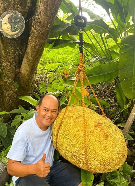 Filipino gardener aiming to beat Guinness record of 'world's biggest jackfruit' - The Filipino Times