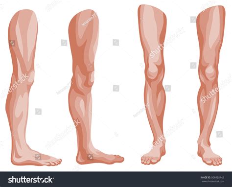 143.254 Illustration Human Leg Images, Stock Photos & Vectors ...