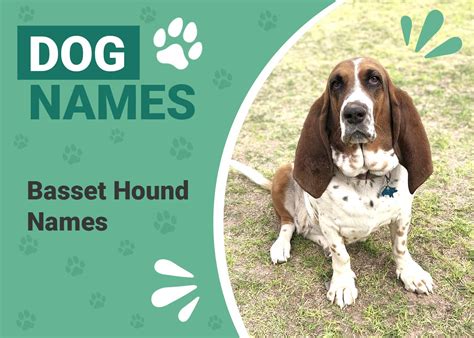 150+ Basset Hound Names: Unique & Fun Options | Pet Keen