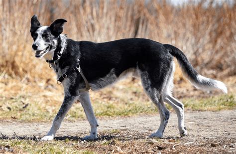 Border Collie Blue Heeler Black Lab Mix - All About Logan