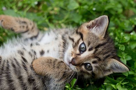 Tabby Kitten Gray Wild - Free photo on Pixabay - Pixabay