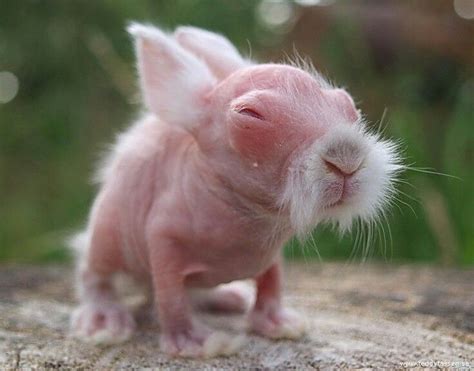 So ugly but so cute too! Hairless Bunny. Baby Wombat, Quokka Baby, Ugly ...