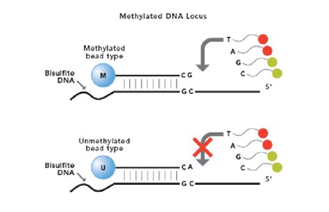 Infinium Methylation Assay | Interrogate single CpG sites