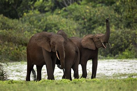 African forest elephant | Size, Habitat, & Facts | Britannica