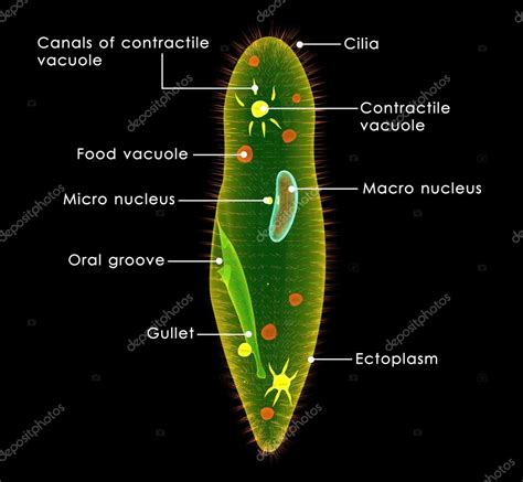 Paramecium unicellular organism Stock Photo by ©sciencepics 73308875