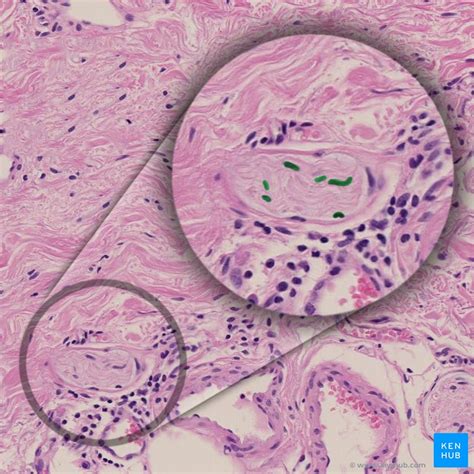 Glial cells: Histology and clinical notes | Kenhub