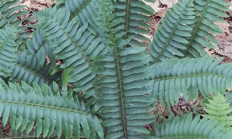 Beautiful Companion Plants For Solomon's Seal - annehathaway-piczhk