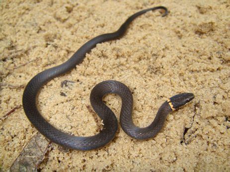 Black Snake Yellow Ring Florida | Ringneck Snake - in our yard! | Snake, Yellow rings, Florida