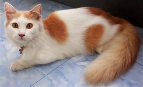 3 Jenis Kucing Anggora dan Cara Merawatnya | Tokopedia Blog