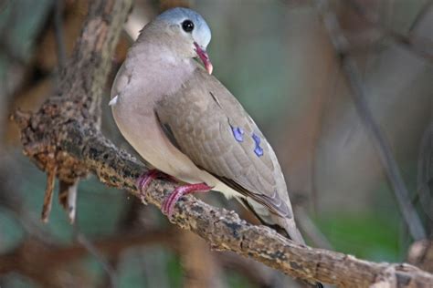 blue-spotted wood dove (Turtur afer); DISPLAY FULL IMAGE.