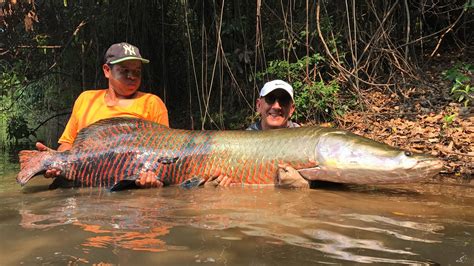 New Florida Invasive Species: The Arapaima – BelchSpeak