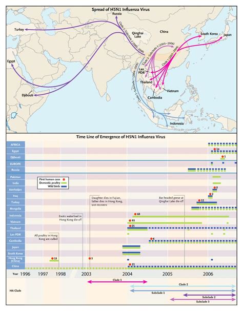 H5N1 genetic structure - Wikipedia