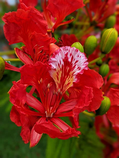 Poinciana Flower | Shutterbug