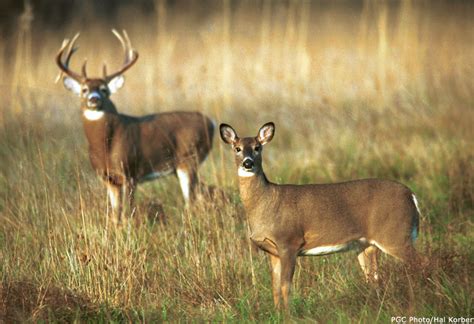 Pics Photos - Unique Animal Pics Baby White Tailed Deer Unique Animal