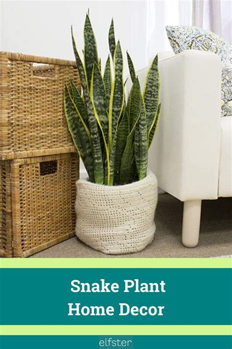 Snake Plant Home Decor | Snake plant, Plants, Garden gifts