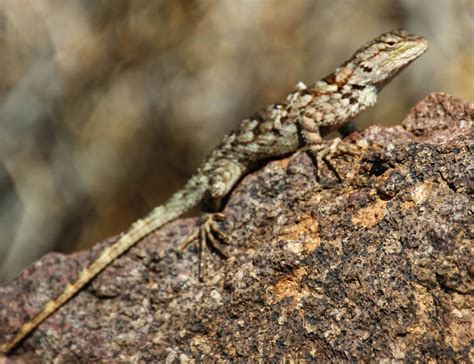 Cannundrums: Clark Spiny Lizard