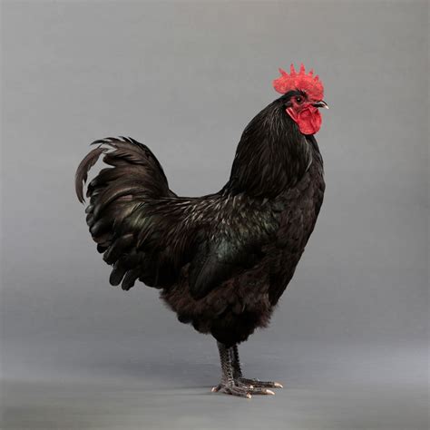 Baby Chicks: Black Australorp - Female - My Pet Chicken