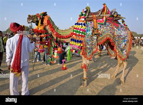 Decorated camel. Bikaner Camel festival. Rajasthan. India Stock Photo ...