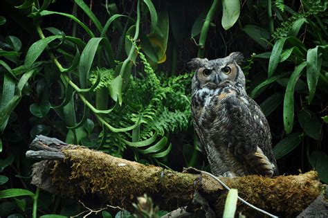 Great Horned Owl - The Florida Aquarium. | The breeding habi… | Flickr