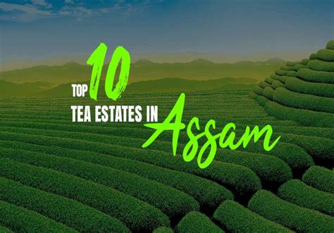 Top 10 Tea Estates in Assam