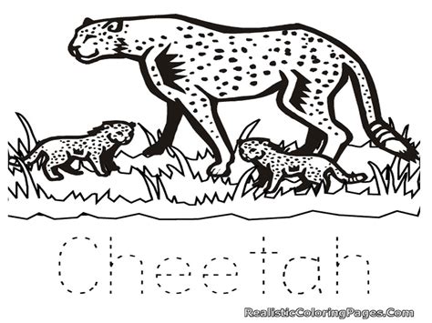 Cheetah Cub Coloring Pages at GetColorings.com | Free printable colorings pages to print and color